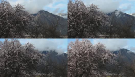 西藏林芝地区，桃花盛开。高清在线视频素材下载