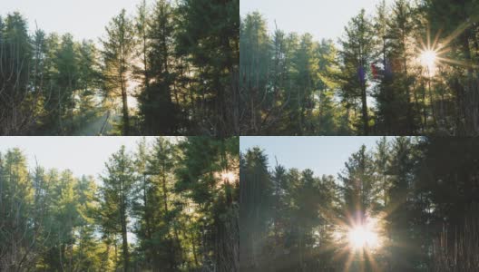 在印度喜马偕尔邦马纳里的Van Vihar，太阳移动到松树林后面的4K延时镜头。日出时松树林中的阳光。森林被阳光照亮。高清在线视频素材下载