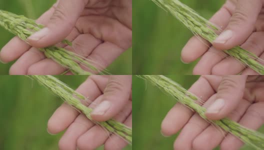 一只手的近距离接触在稻田中间的一个种植园里的水稻植物。高清在线视频素材下载