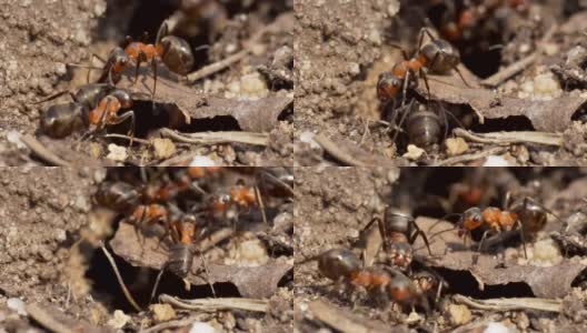 蚂蚁在蚁丘的入口处。高清在线视频素材下载