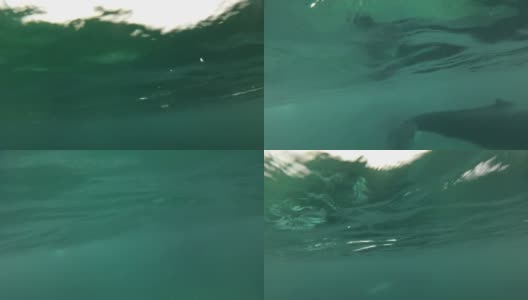 座头鲸在水下高清在线视频素材下载