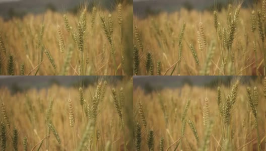 高清:小麦种植高清在线视频素材下载