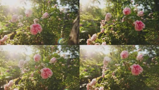 盛开的一丛粉红色玫瑰高清在线视频素材下载