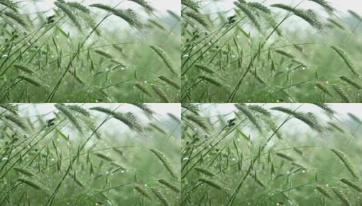 雨后早熟的小麦穗湿绿高清在线视频素材下载