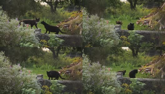 两只猫在一个农村家庭的后院高清在线视频素材下载