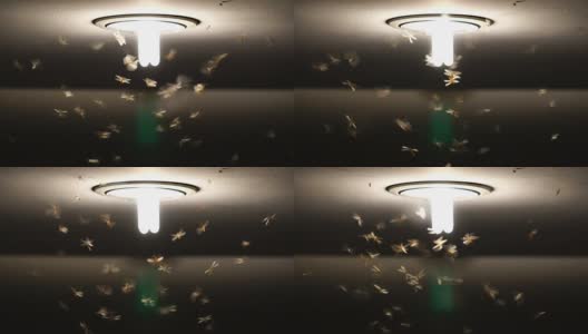 蜉蝣成群飞翔的慢镜头，虫子的生活理念高清在线视频素材下载
