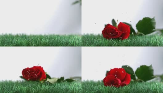 玫瑰在绿色的地面上飘落跳跃高清在线视频素材下载