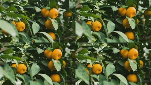 橘子在树上高清在线视频素材下载