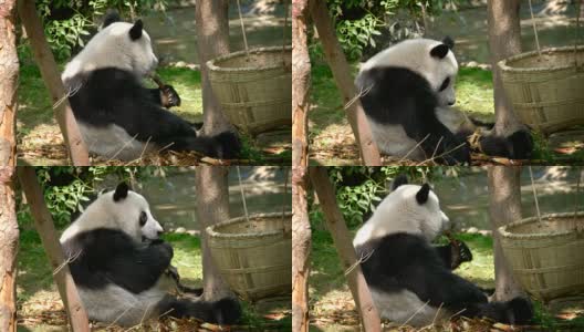 大熊猫吃竹子高清在线视频素材下载
