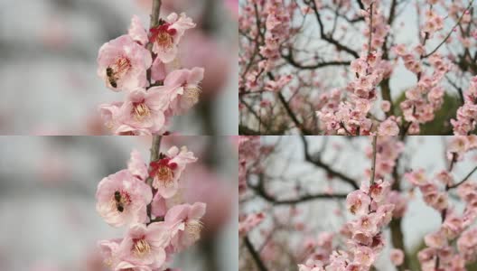 《春之花》系列:微风中梅花朵朵，蜜蜂在上面采蜜，放大视频，近距离观看，4K电影，慢镜头。高清在线视频素材下载