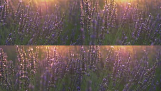 普罗旺斯,法国。紫色的薰衣草花在夕阳下闪闪发光。特写镜头,UHD高清在线视频素材下载