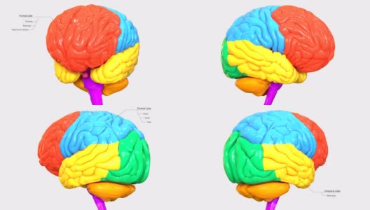 人体神经系统中枢器官脑叶解剖学高清在线视频素材下载