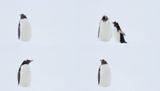 南极洲的巴布亚企鹅高清在线视频素材下载