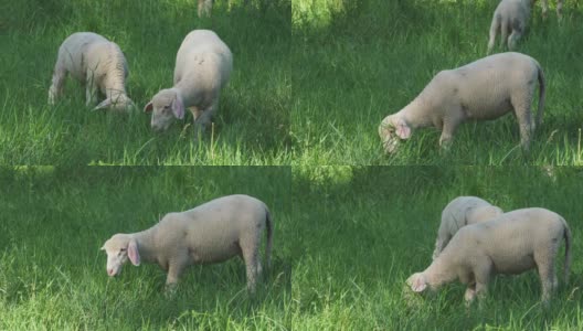 羊在草地上吃草高清在线视频素材下载