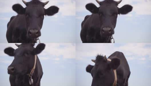 4k镜头，黑牛站在草地上。奶牛牧场高清在线视频素材下载