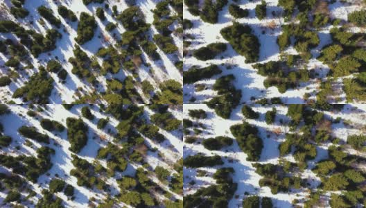 山的全景。顶视图冷杉和松树生长在雪山脚下的冬季滑梯与旋转无人机。森林的纹理鸟瞰图高清在线视频素材下载