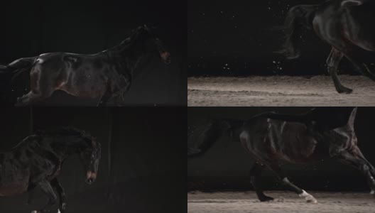 SLO MO TS闪亮的马在骑马大厅里奔跑高清在线视频素材下载