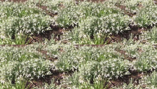 雪莲花的田野背景高清在线视频素材下载