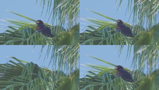 哈里斯的鹰栖息在一棵棕榈树上高清在线视频素材下载