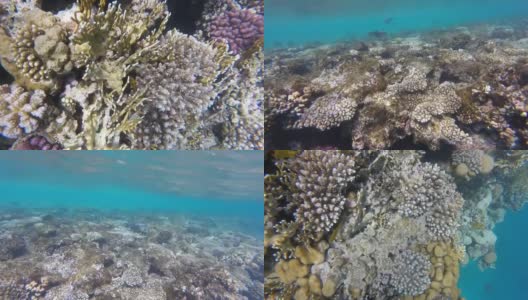 海底生活的色彩鲜艳的鱼和活的珊瑚礁在红海高清在线视频素材下载