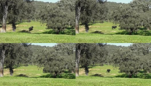 西班牙斗牛在牧场附近的dehesa Andalusia橡树高清在线视频素材下载