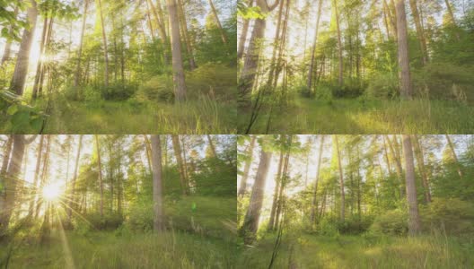 漫步在精灵森林的绿色草地上。早晨的阳光从绿树的枝头中照射出来。绿色的森林用温暖的阳光照亮。高质量拍摄，4K高清在线视频素材下载