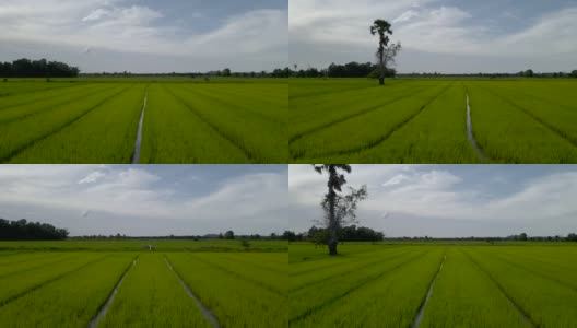 稻田鸟瞰图。农村地区的泰国。高清在线视频素材下载