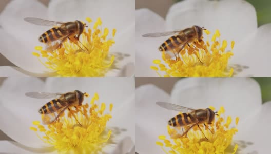 食蚜蝇、花蝇或食蚜蝇，昆虫科食蚜蝇。它们伪装成危险的昆虫黄蜂和蜜蜂。许多种类的成虫主要以花蜜和花粉为食。高清在线视频素材下载