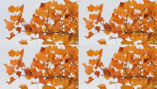 橘色的枫叶在风中摇曳。十月，枫叶在秋天从绿色变成黄色和橙色。秋天大自然的概念。有选择性的重点。高清在线视频素材下载