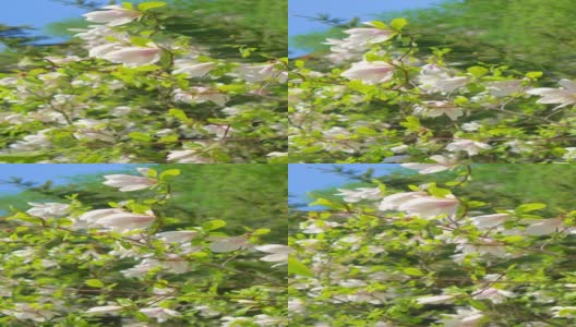 公园里的木兰树的垂直视频，4k慢镜头60帧高清在线视频素材下载