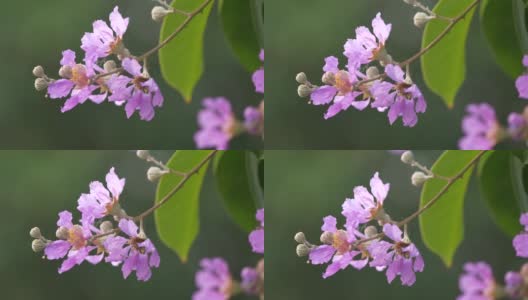 粉红色的花和绿色的叶子。春光似水，背景模糊高清在线视频素材下载