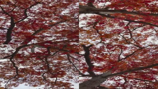 在深红色树叶的伞下高清在线视频素材下载