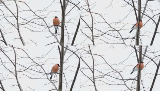 一只公红腹灰雀坐在雪下的树枝上。冬天森林里明亮的鸟儿高清在线视频素材下载