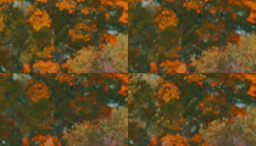 飘散的树木在风中摇摆。4K秋季主题背景板。高清在线视频素材下载