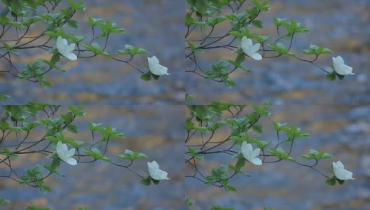 山茱萸树盛开沿默塞德河，约塞米蒂山谷高清在线视频素材下载