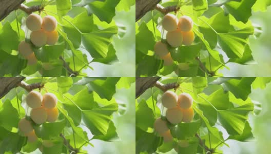 银杏树与银杏果高清在线视频素材下载