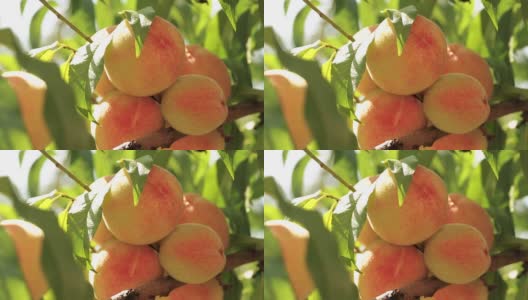 成熟的桃子挂在树枝上高清在线视频素材下载