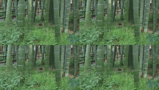 美丽的竹林传统公园白天手持式高清在线视频素材下载