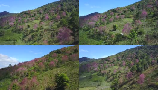 从空中拍摄越南岘港市的琅边山，樱花盛开高清在线视频素材下载