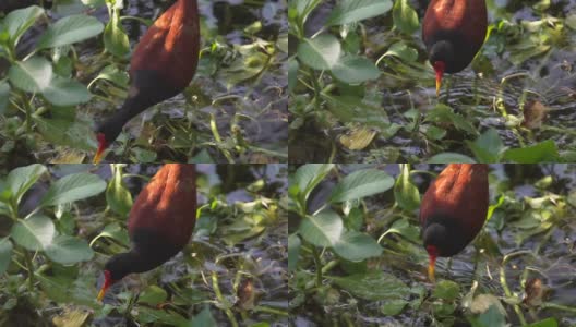 长着红黄嘴的鸟在池塘里觅食高清在线视频素材下载