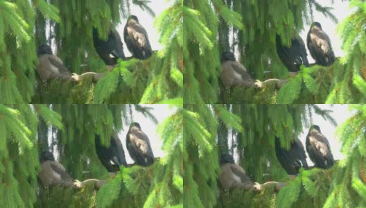 三只鸟坐在树枝上，4k慢镜头60帧高清在线视频素材下载