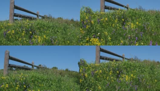 夏日的田园，抬头仰望。翠绿的草和鲜花的底部景象，仲夏的氛围高清在线视频素材下载