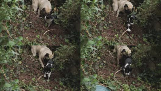 小猫和帕格在野外高清在线视频素材下载