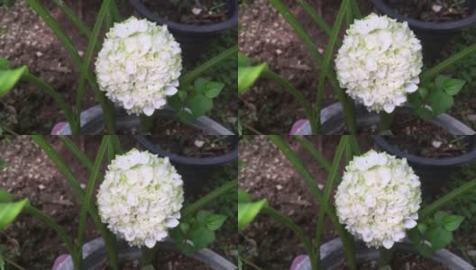 姜黄花在花园中开花的视频。高清在线视频素材下载