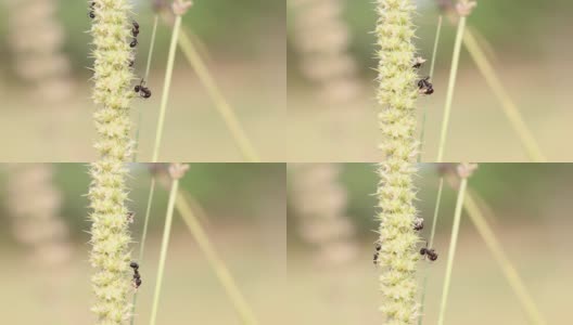 一大群蚂蚁在早上拿出成熟的杂草种子，拿着它们当食物吃，蚂蚁扛着，蚂蚁团队合作高清在线视频素材下载