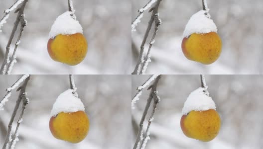冬日里，在花园的近景里，盖着雪的熟透的黄苹果孤零零地挂在树枝上高清在线视频素材下载