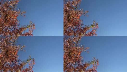 秋天，红色的枫树树叶在阳光灿烂的蓝天下色彩鲜艳。公园里美丽的秋叶。高清在线视频素材下载