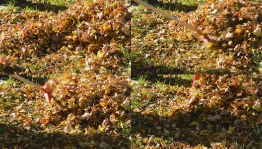 工人在秋天用耙子耙落叶。高清在线视频素材下载