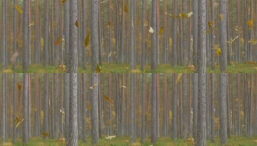 森林里树叶飘落的慢镜头高清在线视频素材下载