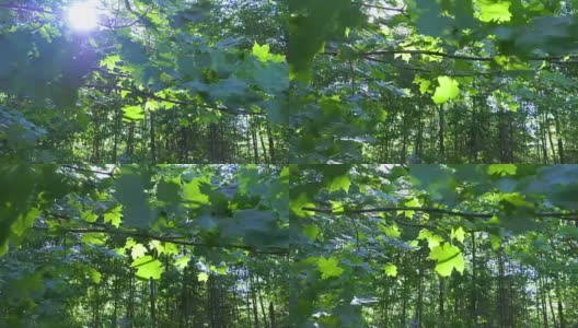 斑驳的阳光透过树林里的枫叶枝桠照耀着高清在线视频素材下载